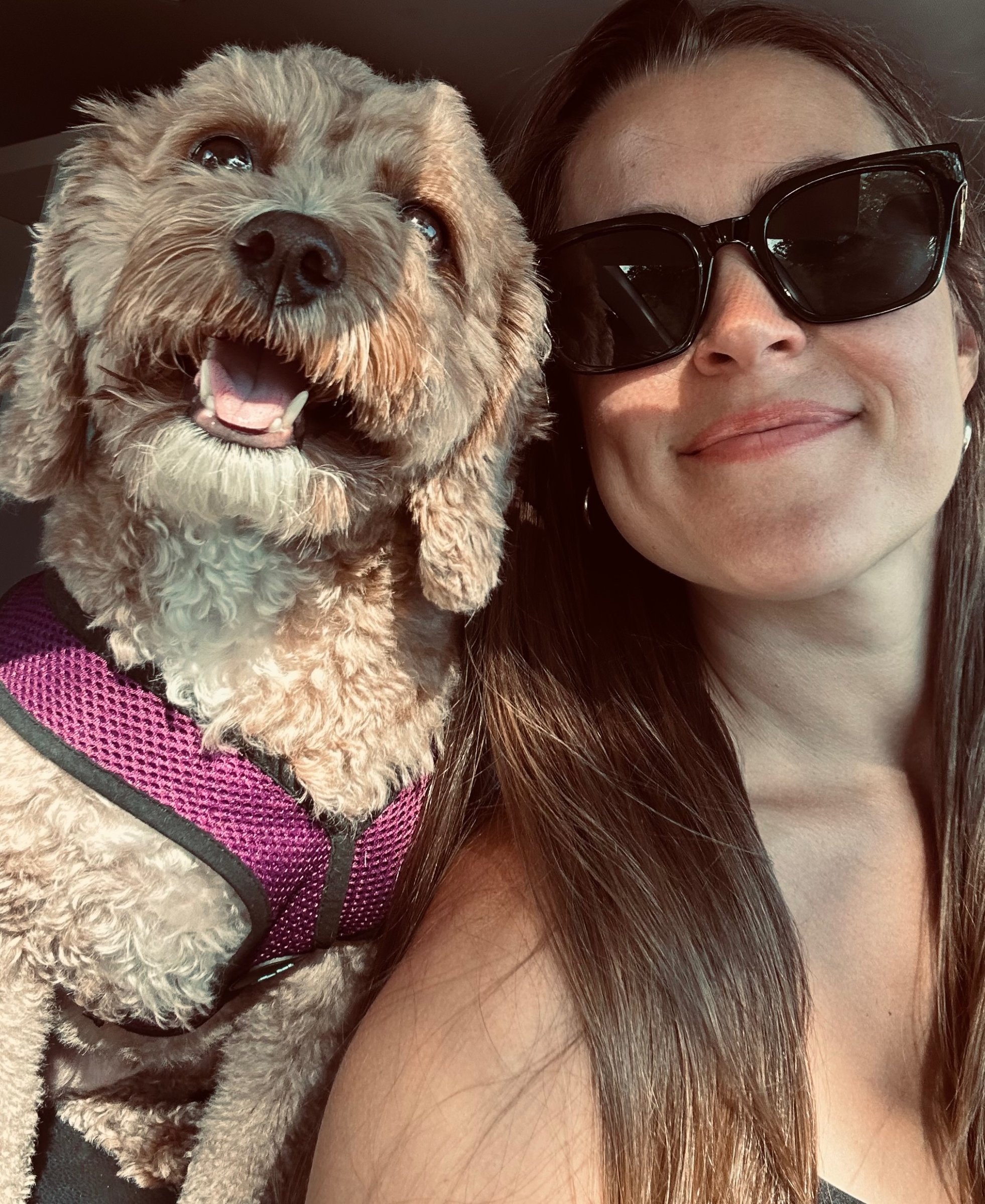 Your caregiver smiling with a happy poodle mix in a purple harness
