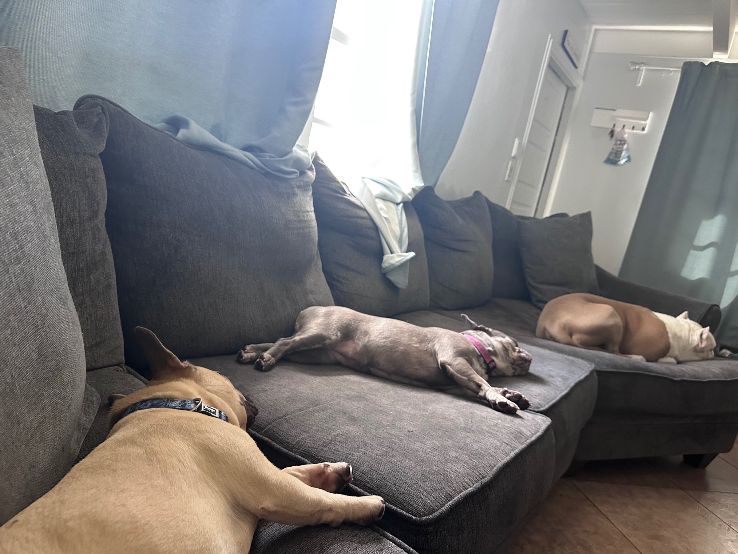 Three dogs napping on the couch
