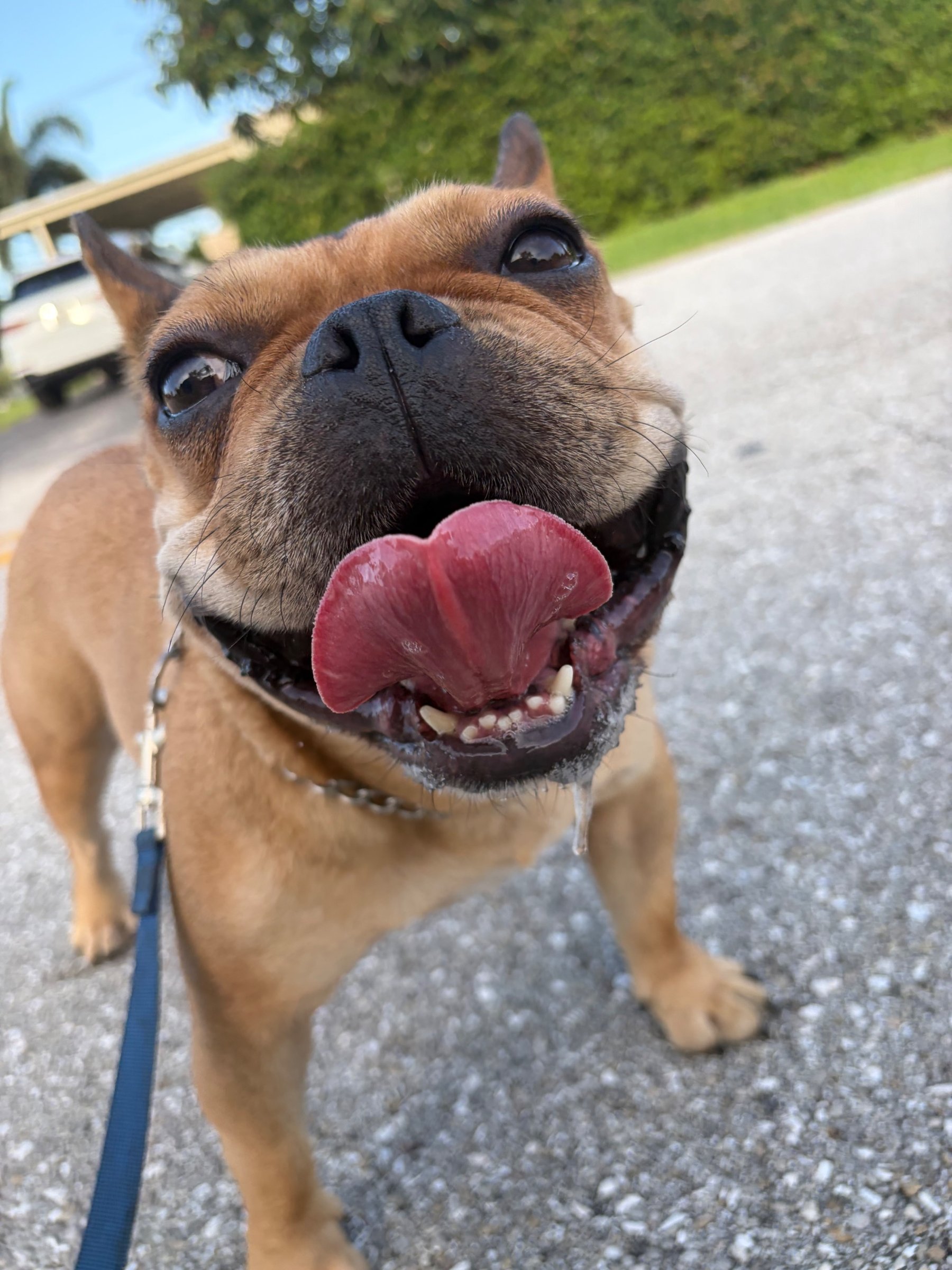A French bulldog smiling on a leash walk