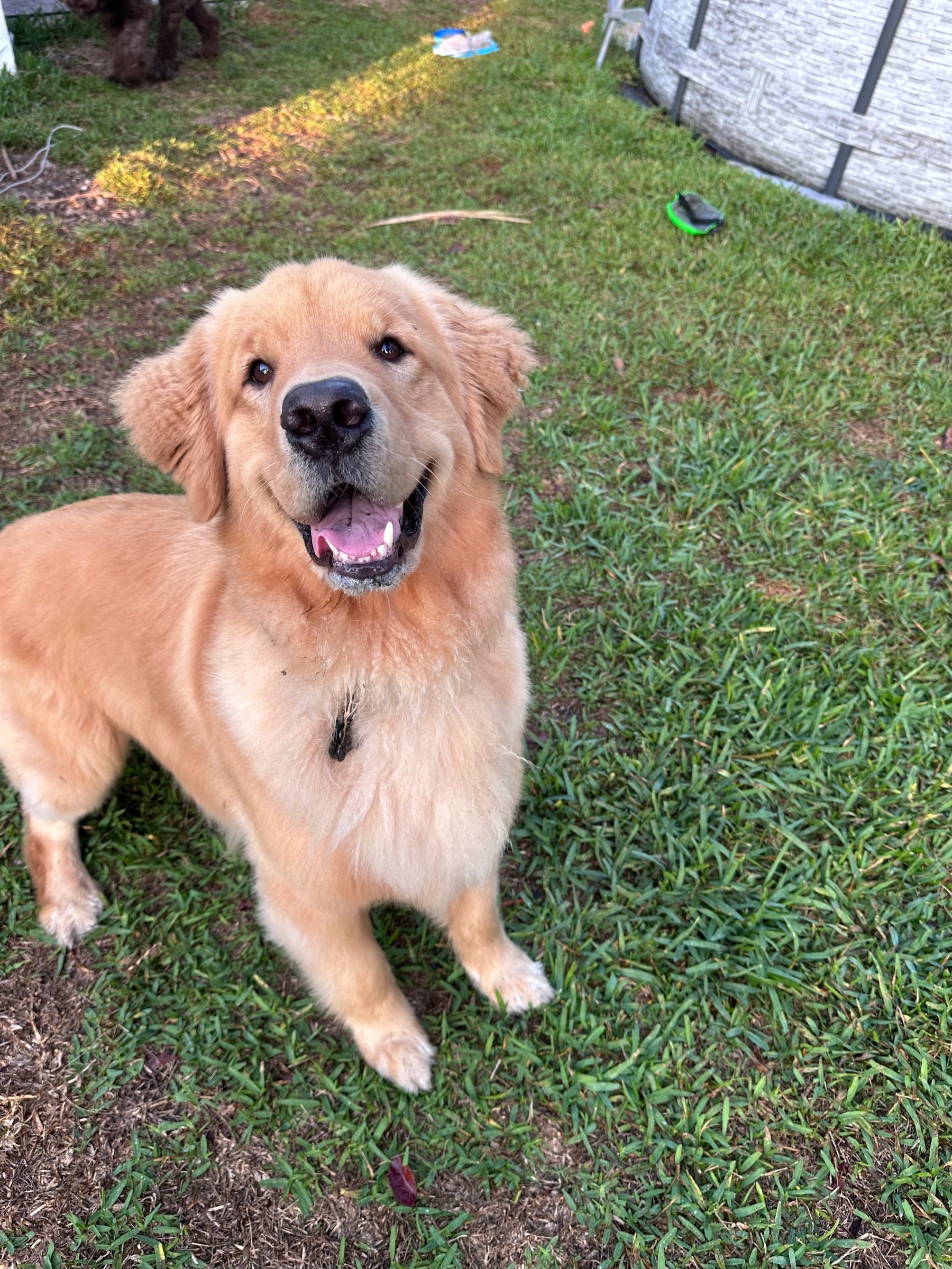 A happy golden retriever on the grass in the yard