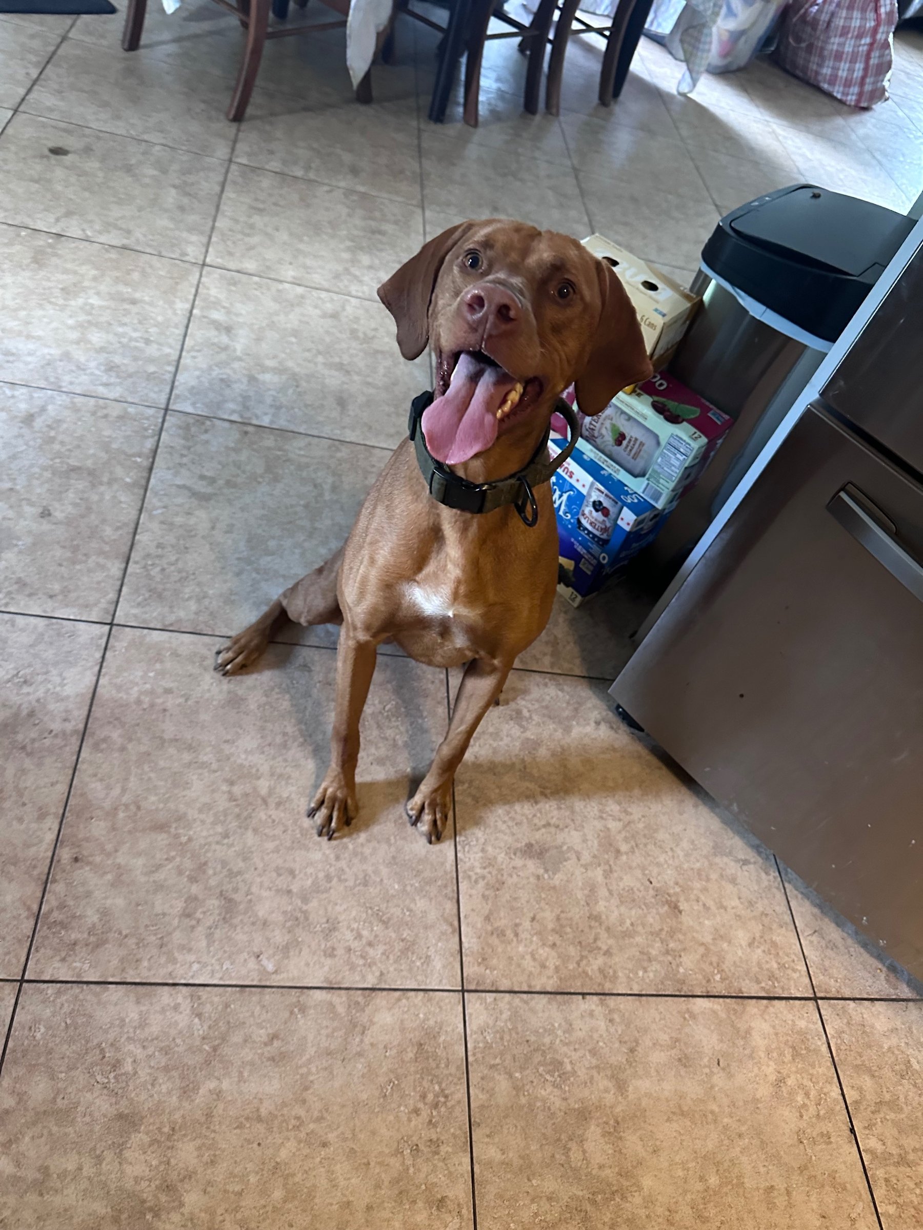 A vizsla sitting happily in a kitchen at home